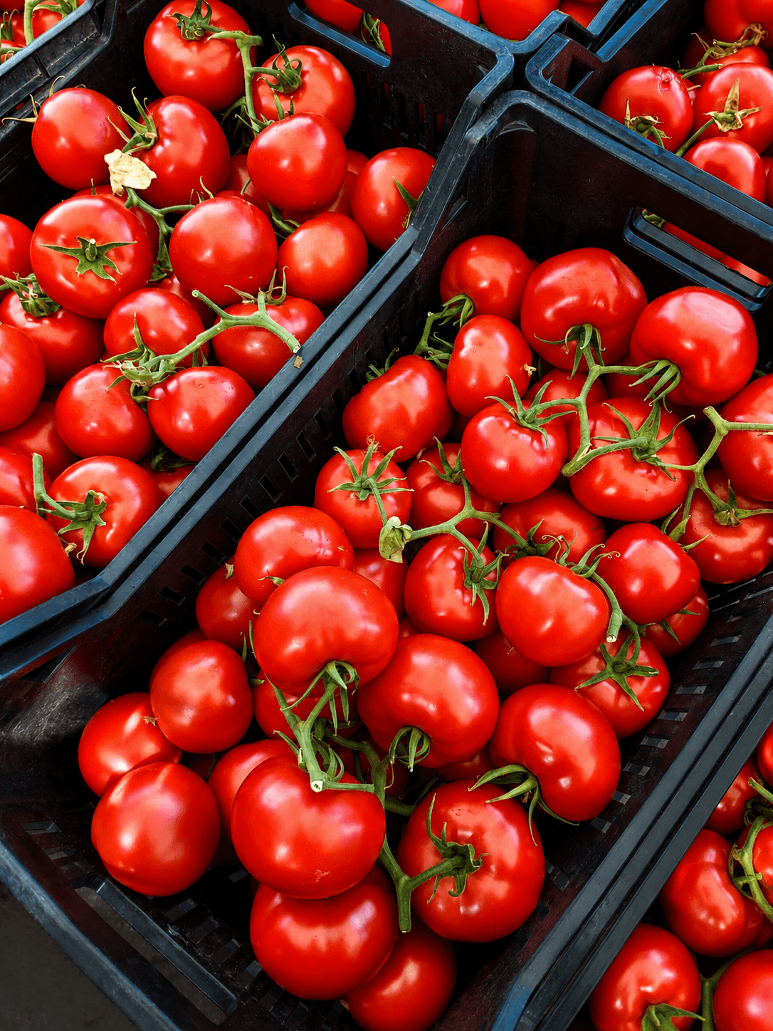 Pomodori freschi in cassette al mercato: la scelta degli ingredienti prima del forno